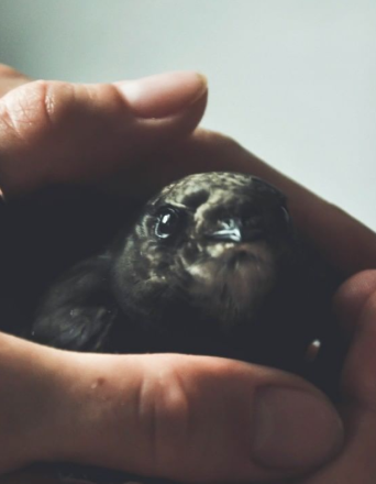 bird